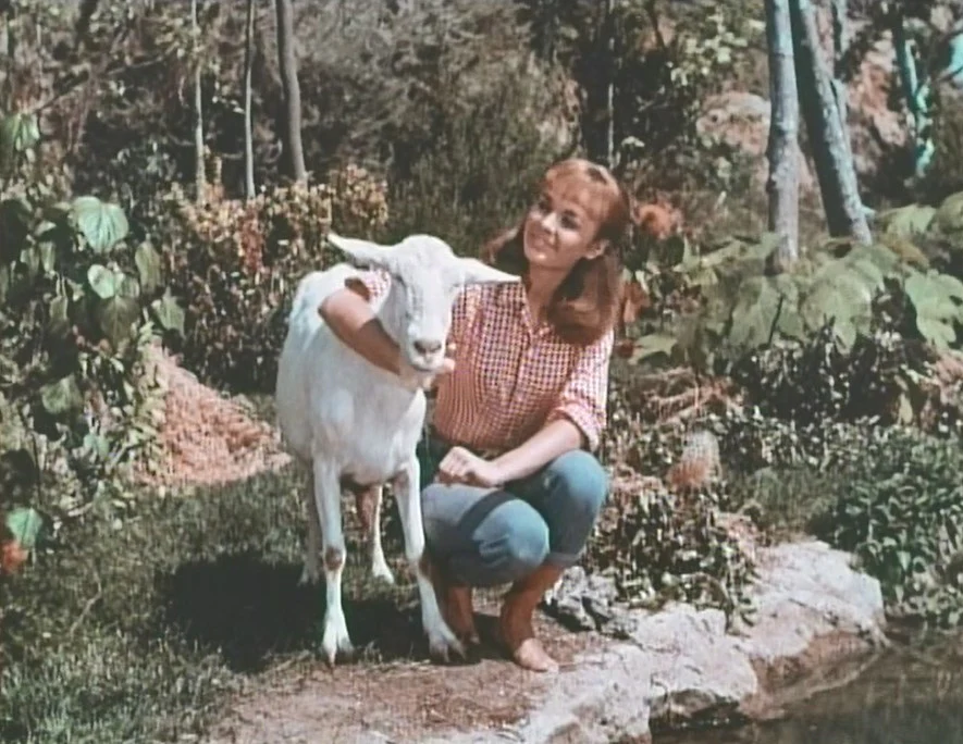 TAMMY - THE COMPLETE SERIES (ABC 1965-66) VERY RARE!!! Debbie Watson, Denver Pyle, Frank McGrath, Dorothy Green, Dennis Robertson, Donald Woods, George Furth, David Macklin, Linda Marshall - Image 2